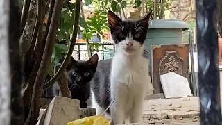 Kittens living on the street and Mother Cat. Kittens are drinking milk. 🐈🥰