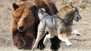 Discovery channel animals documentaries - Wolves vs Grizzly Bears - Nature documentary Animal planet