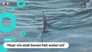 Blauwe haai van 2 meter (!) gespot bij Franse kust