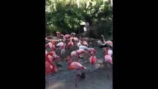Flamingo  at feeding time at the San Diego Zoo