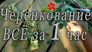 Всё о черенковании - видеоурок.