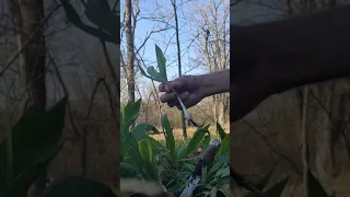 Iowa Wild Ramps!  How to Harvest with Care!