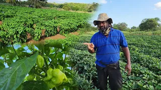 farming vlog Jamaica Agro Park the things farmers have to go through to get a good production