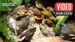 Bird Chirping for Cats to watch 🐦 Soothing nature sounds for your Pet to relax