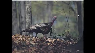 Wild Turkey Hunting Webinar   Part 1