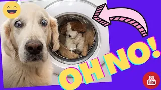 Funny Dog Videos 2021 ⚠️ You will get STOMACH ACHE FROM LAUGHING SO HARD 🤣🐶I Catto and Doggo