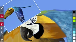 SketchClub - parrot