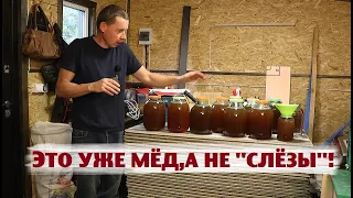 Первая стена дома и рекордное количество мёда!