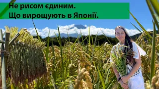 Не рисом єдиним. Як вирощують рис в Японії? Що ще вирощують в Японії?