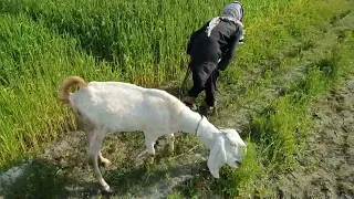 man and goat new funny vedio 2022