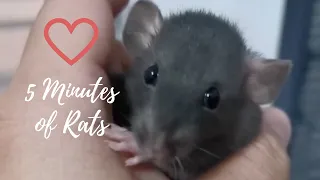 5 minutes of cute pet rat videos to brighten your day
