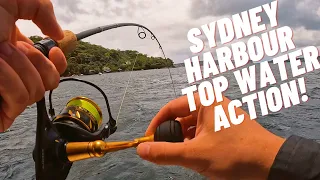 Sydney Harbour Fish LOVE this lure!