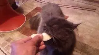 Томас кушает дыньку