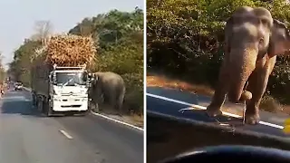 Hungry Elephant Steals Sugarcane From Truck