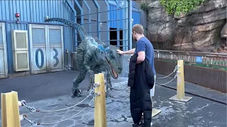 Raptor Encounter | Blue gets petted on her head again! Universal Studios Hollywood 2024