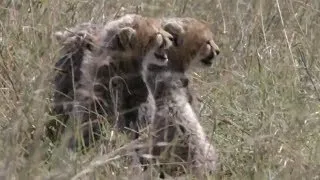 African Cats - Cheetah vs Cubs