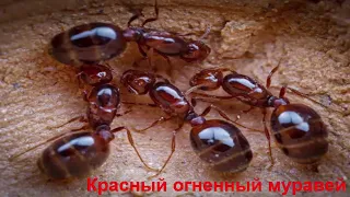 Solenopsis invicta (Красные огненные муравьи) переселились в новый формикарий