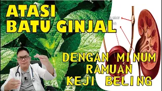 ATASI BATU GINJAL DENGAN RAMUAN KEJI BELING (PECAH BELING)