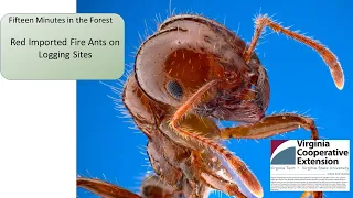 Fifteen Minutes in the Forest: Red Imported Fire Ants on Logging Sites