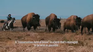 History NOW: Bison Named the First National Mammal | History