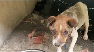 The stray dog trapped under the riverbank is extremely weak without food!