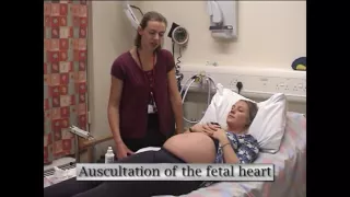 Abdominal palpation of a pregnant Mother