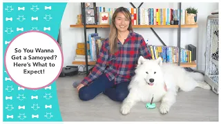 So You Wanna Get a Samoyed? Here's What to Expect!