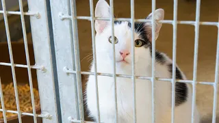 Montgomery County Animal Shelter ‘out of space,’ waiving adoption fees on all pets
