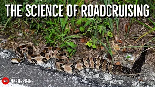 The Science of Summer Roadcruising: Driving Quiet Backroads in Search of Serpents in the South!