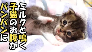 ミルクと鳴く子猫のお腹がパンパンになると【赤ちゃん猫　保護猫】