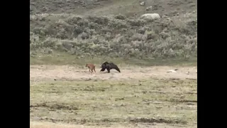 Grizzly Bear Hunting Bison Calf