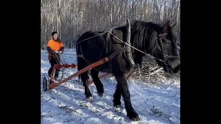Working with horses in the forest.