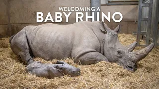 Welcoming a baby white rhino to our crash