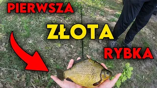 Pierwsza ZŁOTA RYBKA na METHOD FEEDER! 🐟