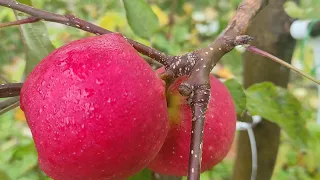 Яблоня эвелина-плодоношение в год прививки