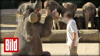 Elefanten-Babys mit Metallhaken geschlagen - Zoo Hannover