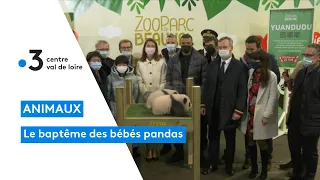 Saint-Aignan : baptême des bébés pandas au zoo de Beauval, Mbappe et Zhang Jiaqi présents sur place