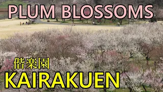 Kairakuen Plum Blossoms - Mito, Japan