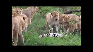 The Lionesses Caught The Leopard! Here's What Happened Next