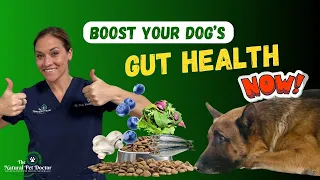 Boost Your Dog's Gut Health - Holistic Nutrition Secrets Revealed