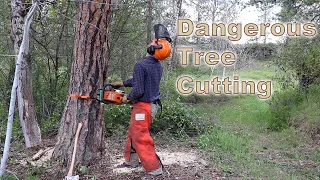 How to Cut a Dangerous Tree | Wedges Used