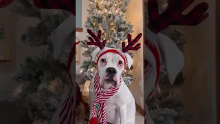 Elf on the Shelf Part 5! #funnydogs #whiteboxer #dogcomedy #dogactor #funnyskits #elfontheshelf