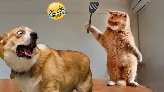 Hilarious Moments: Funny Dogs and Cats Compilation