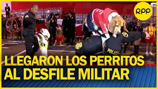 PERRITOS EN EL DESFILE: La policía canina llegó a la gran parada militar