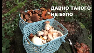 Галявини грибів на початку осені! Мухомор товстий, цитриновий, гірчак - порівнюємо з їстівними