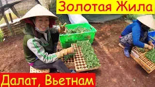 Далат | Интересные факты | Чем знаменит | Влог из Вьетнама