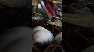 Crocodile Mom Scoops Up Babies in Mouth Short video