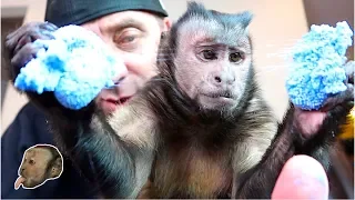 Capuchin Monkey AirO SLIME TIME!