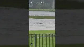 Shark Reported in Flooded Fort Myers