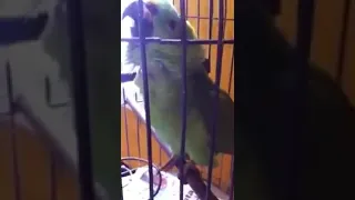 aisa parrot apne kabhi nhi dekha hoga jo bache ki tarah Rota hai